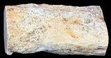 Polished Petrified Wood Limb - Madagascar #54602-1